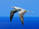 Red-footed Booby in flight, Kilauea Point, Kauai