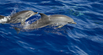 ATLANTIC SPOTTED DOLPHIN (ref M7)