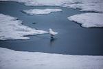 Ivory gull 8113