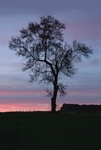 TheTree2007Layer130013