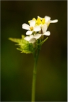 Garlic-Mustard