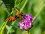 Large Skipper