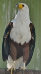 African Fish Eagle