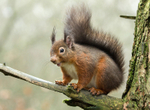 Red Squirrel 8 (disambiguation).