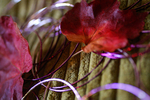 Flowers Set 08 - 27
