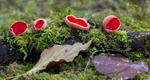 Scarlet Elf Cup