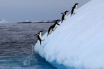 penguin_leap_iceberg_IMG_0303A