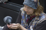 Assignment 2 - Pigeons