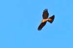 Sparrowhawk in flight over Stanpit Marsh