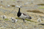 Adult Barnacle Goose & goslings, Jokulsarlon, Iceland
