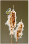 Blue Tit feeding on Bulrush 