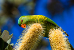 Scaly Breasted Lorikeet 3