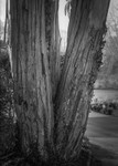 Tree Trunk Textures