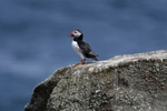 Fife_Puffin 0021
