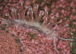 Fjordia sp.