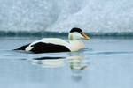 Eider, iceberg background, Jokulsarlon, Iceland