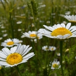 Cereal field with wild flowers, Colfiorito, Umbria, Italy