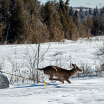 Disobedient Deer