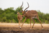 Impala at Waterhole 2