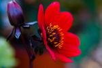 Flower (Red Dahlia) - 6733