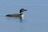 Great Northern Diver (adult breeding plumage), Canada