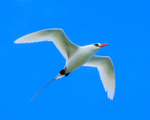 Red-tailed Tropicbird flying overhead, Kilauea Point, Kauai