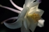 Aquilegia
