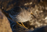 Purple Sandpiper