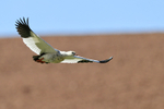 Andean Goose flying, wings outstretched, Chile