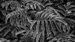 Mono Leaves
