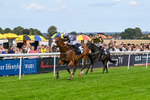 300826-Race 5-Harb-1116