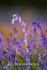 bluebells.   Ref 4937