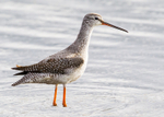 Spotted Redshank 1