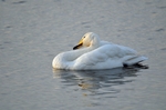 Whooper Swan