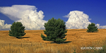 Three Trees and Storm Clouds.