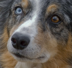 Pet Photography portfolio