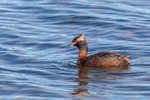 Slavonian Grebe