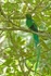 Resplendent Quetzal