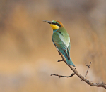 European Bee Eater