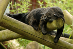 Binturong