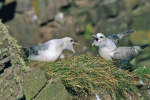 Fulmars