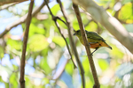 Female Spot-crowned Euphonia, Osa Peninsula, Costa Rica