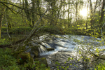 Cluden Burn