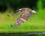 Rothiemurchus Osprey low over water
