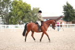 Class 213 Ridden Hunter -Large portfolio