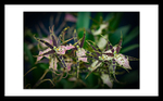 Brassia Shelob Orchid