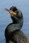 Shag close view, Farne Islands