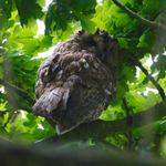 Tawny Owl (adult) perched high in a tree