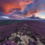 Winhill purple dusk