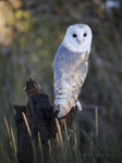 Barn Owl